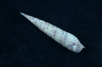 藏品(優美筍螺)的圖片